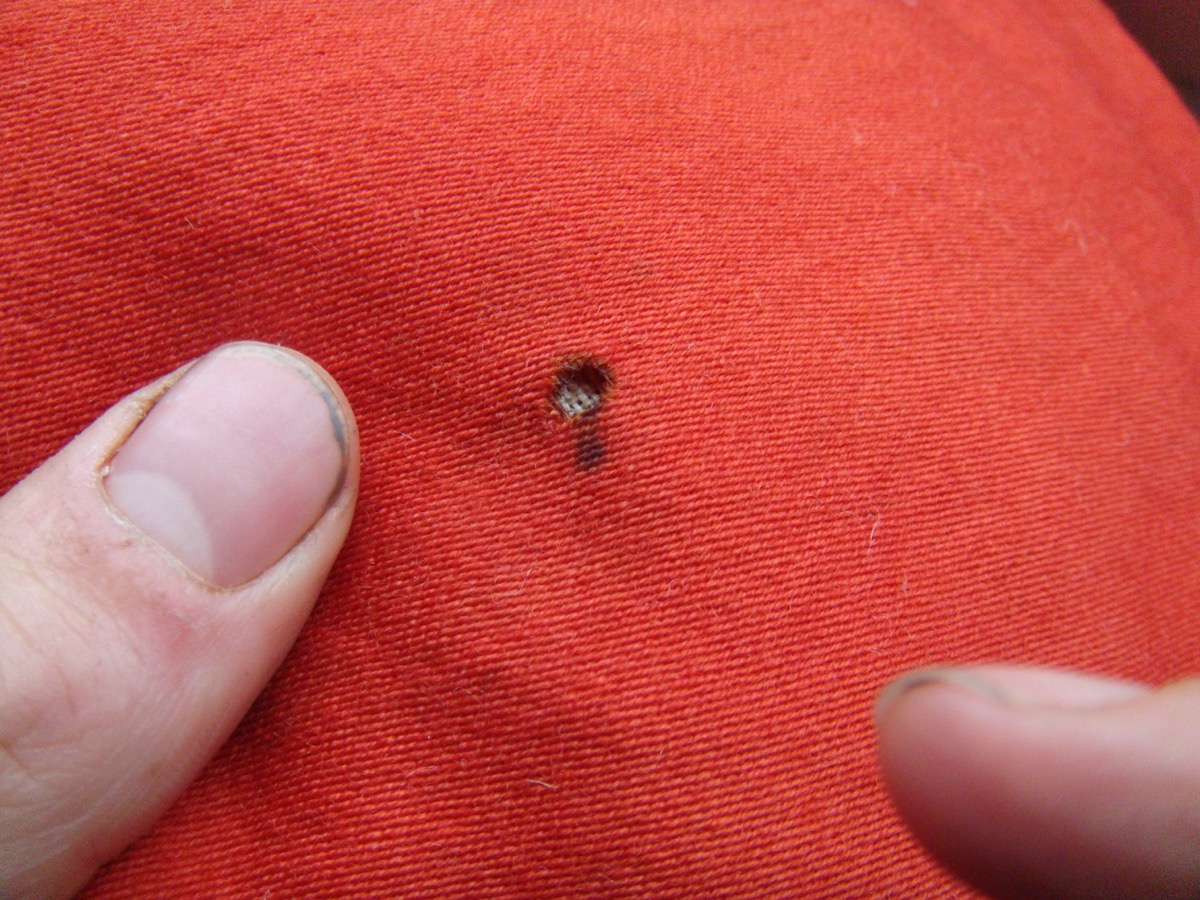 Insectos que hacen agujeros en tu ropa dentro del armario