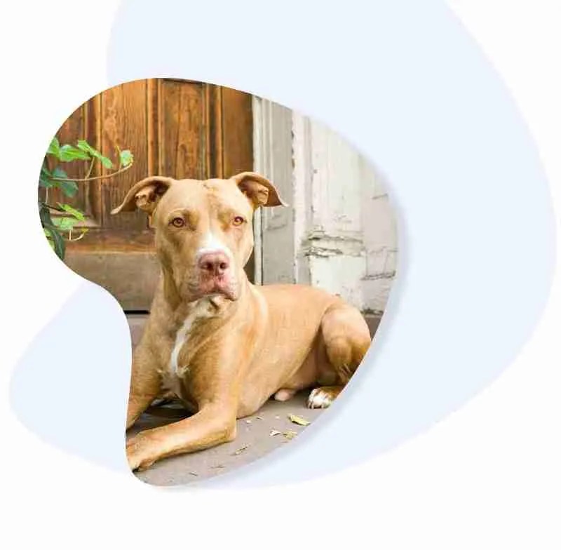 Long Island Dog Trainers Dedicated Dog Training