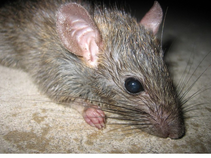 Top Rat Control Companies in Australia Deely House