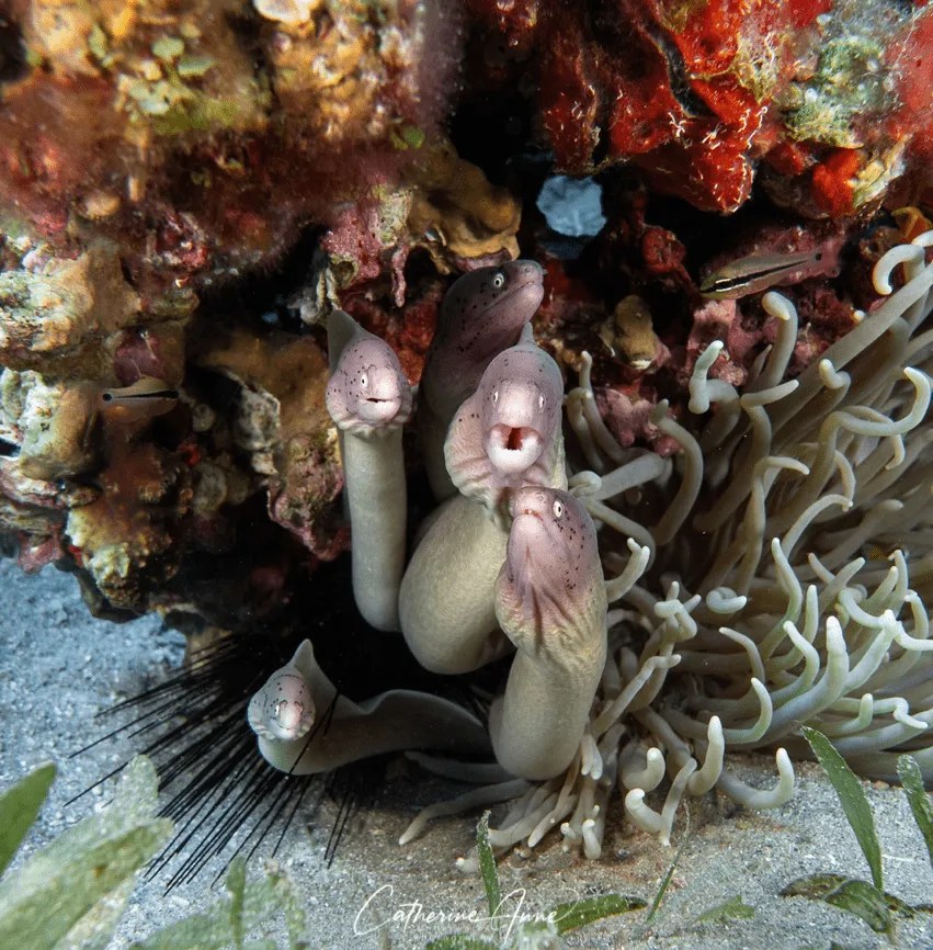 Scuba Safety Essential Precautions for Diving in the Red Sea Deep