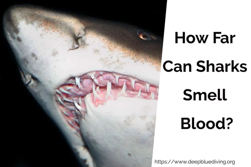 How Far Can Sharks Smell Blood? Scuba Diving Gear