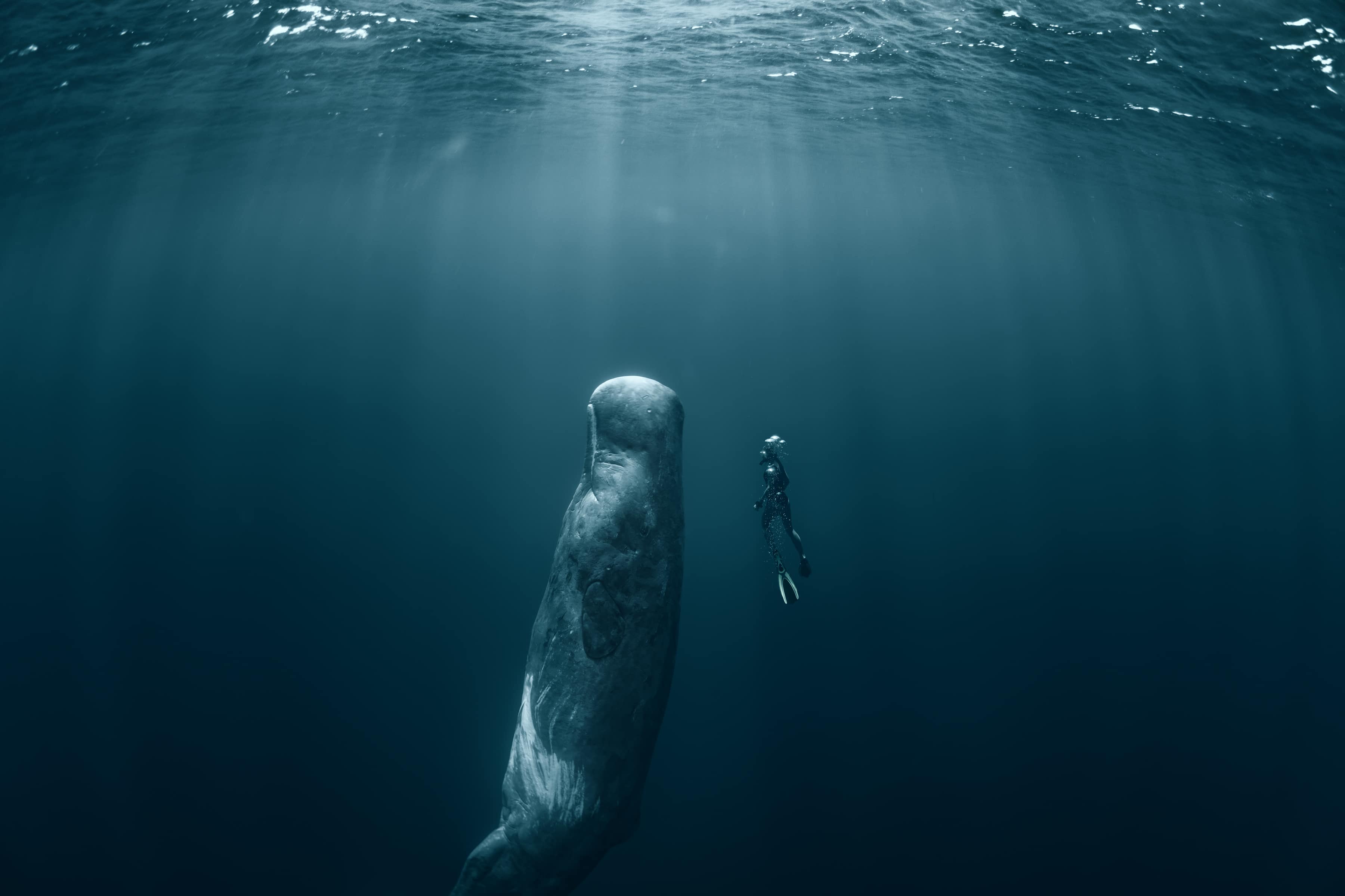Freediving With Whales Is Now Regulated In Dominica