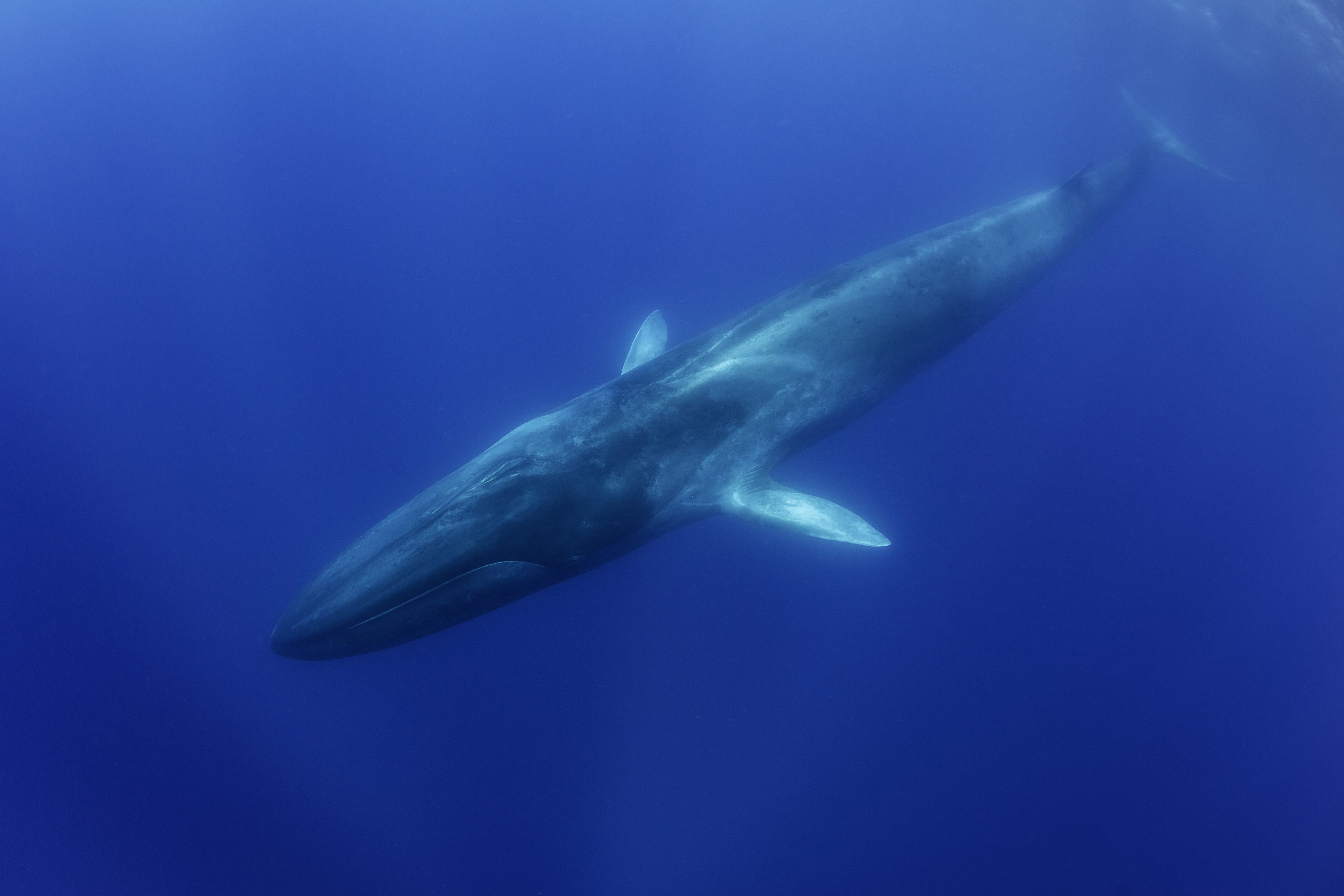 An Underwater Encounter With A Blue Whale Pico Island, Azores(03)