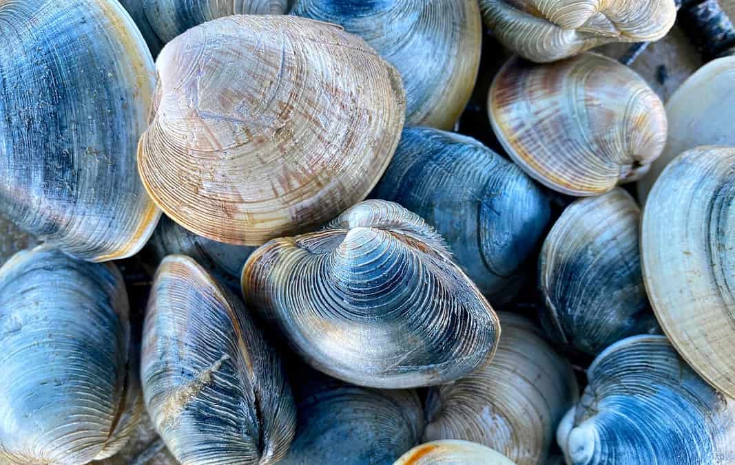 Scientists Gulf Of Maine Waters Warmed Rapidly During The Past Century