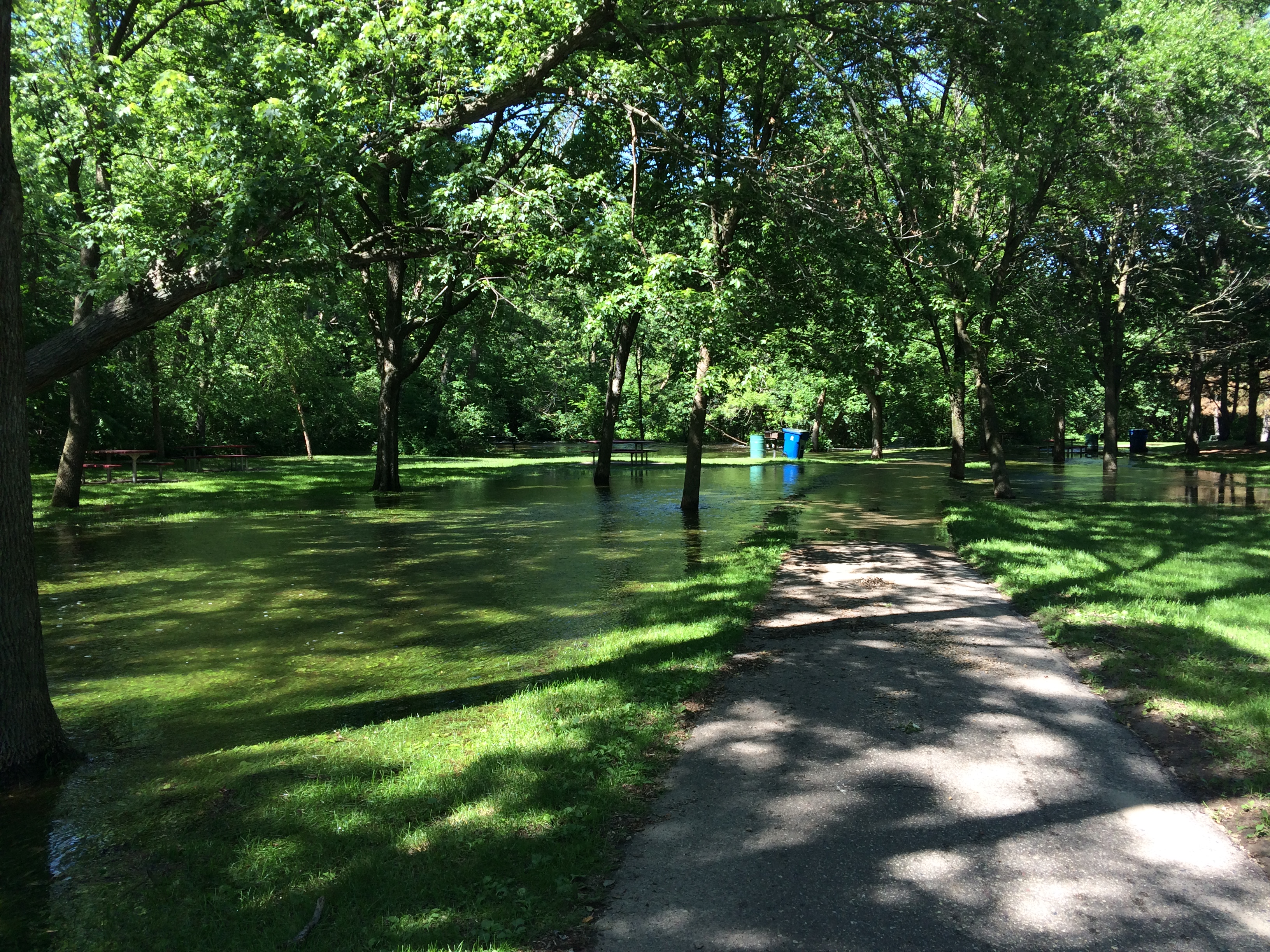 Trees That Can Tolerate Standing Water DeepRoot Blog
