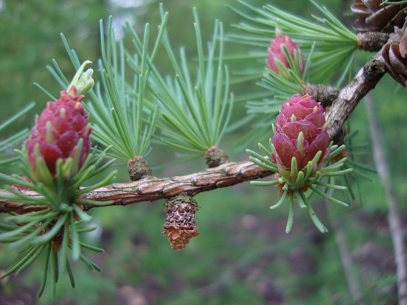 Plant This Three Deciduous Conifers DeepRoot Blog