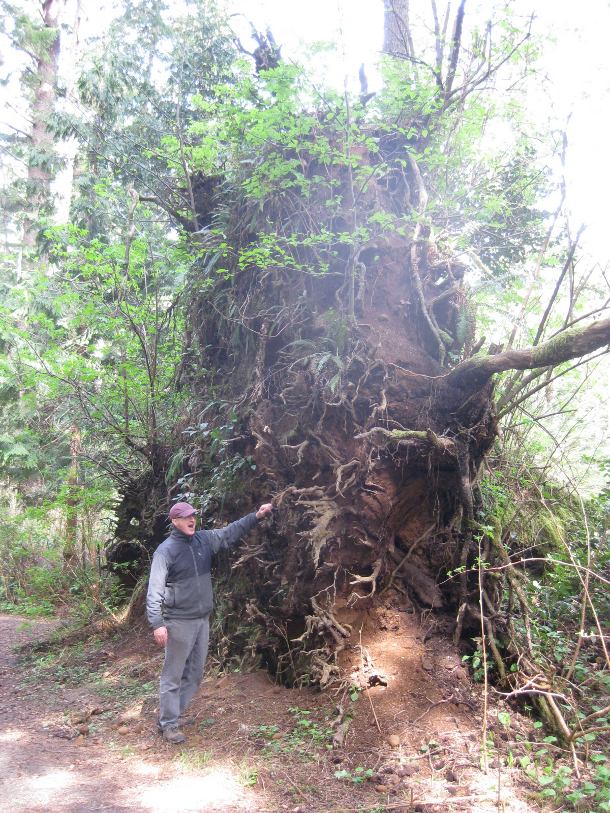 How Deep Do Tree Roots Really Grow? DeepRoot Blog
