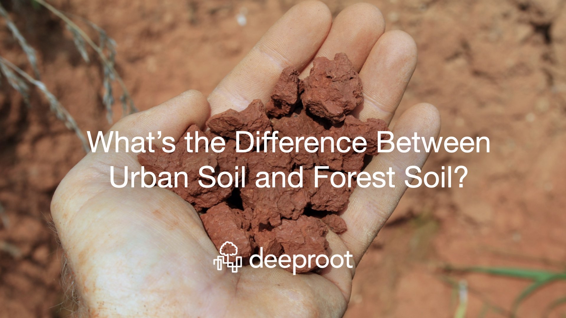 What's the Difference Between Urban Soil and Forest Soil? DeepRoot Blog