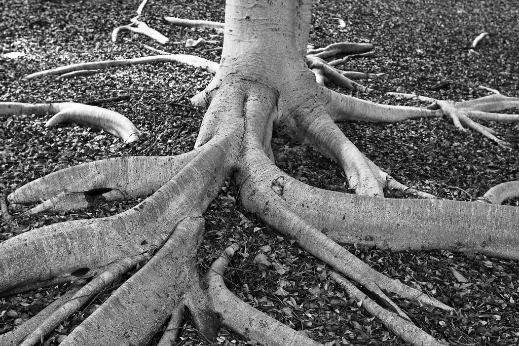 How Far Do Roots of a Tree Spread? My Heart Lives Here