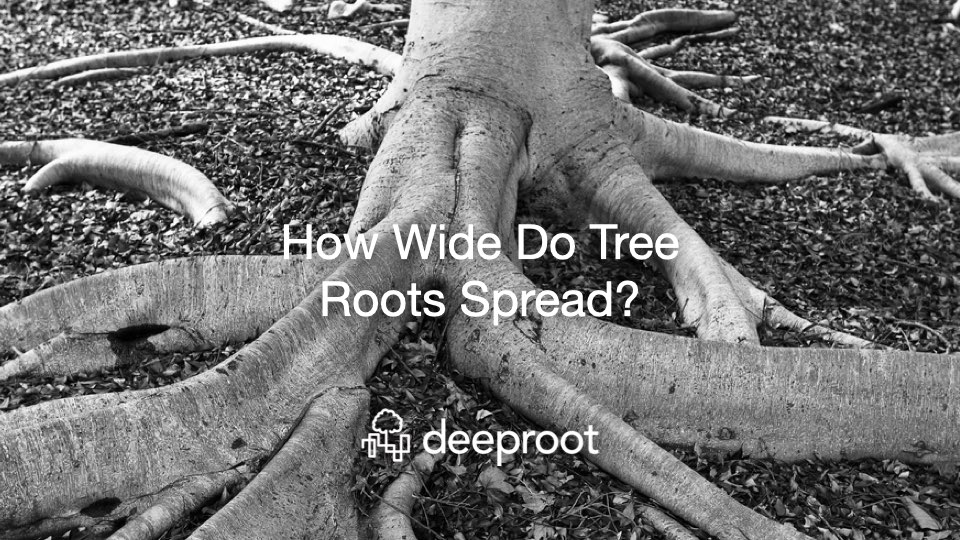 Tree Roots Underground Design