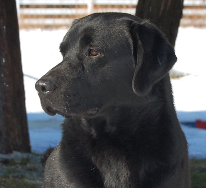 What Is The Average Stud Fee For A Dog