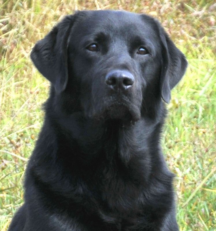 What Is The Average Stud Fee For A Dog