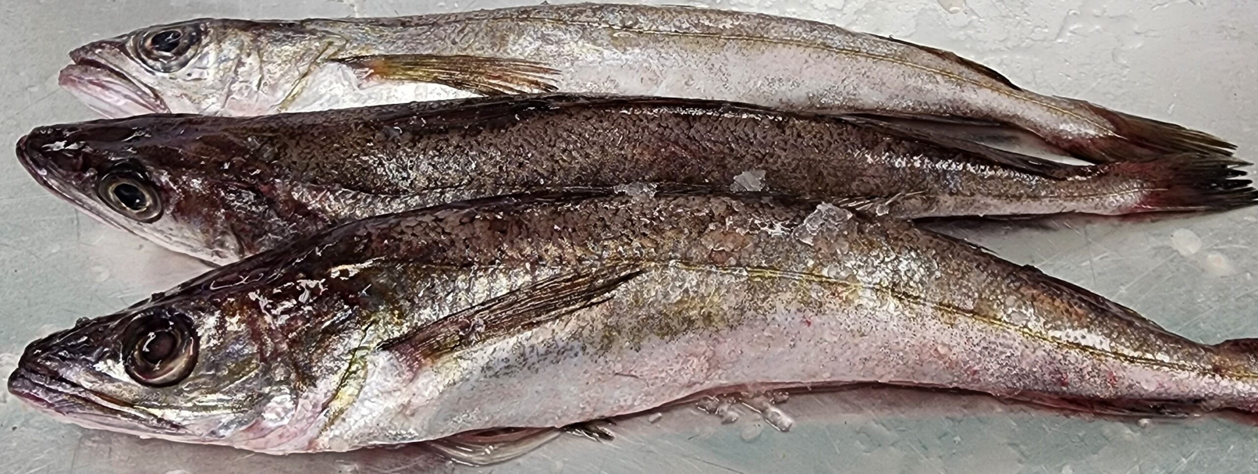 Fresh Whiting Fish Deep Sea Fish