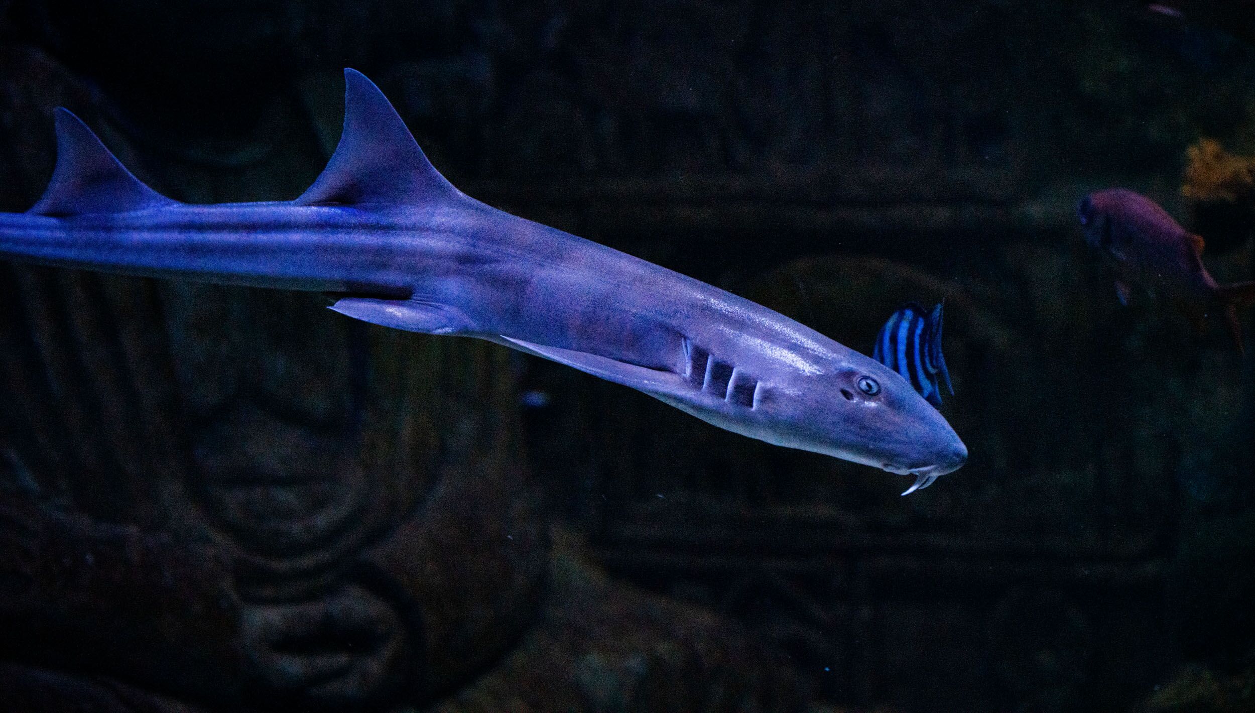 Bamboo Catshark Animals Discover Deep Sea World
