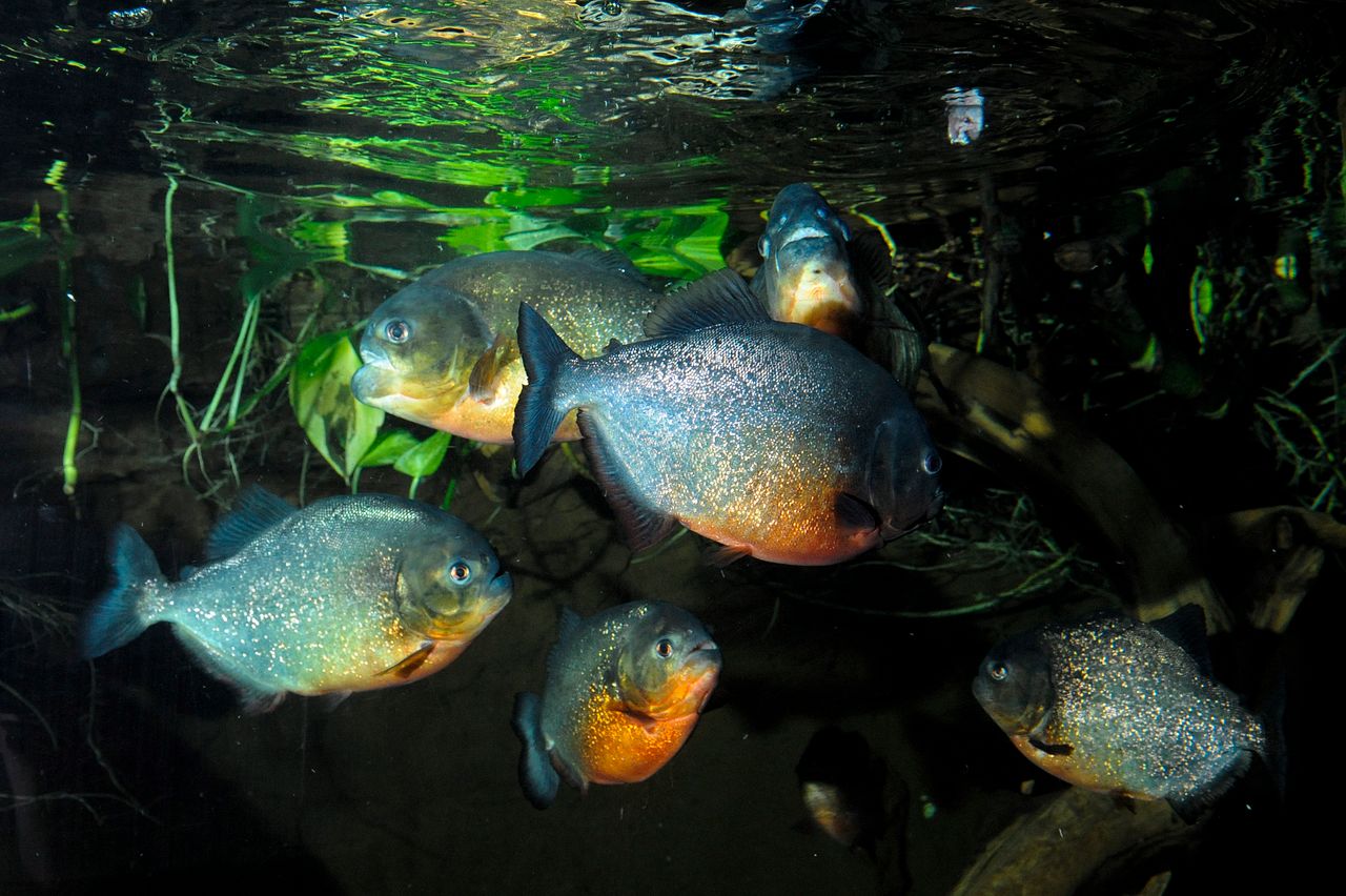 Red Bellied Piranha Animals Discover Deep Sea World
