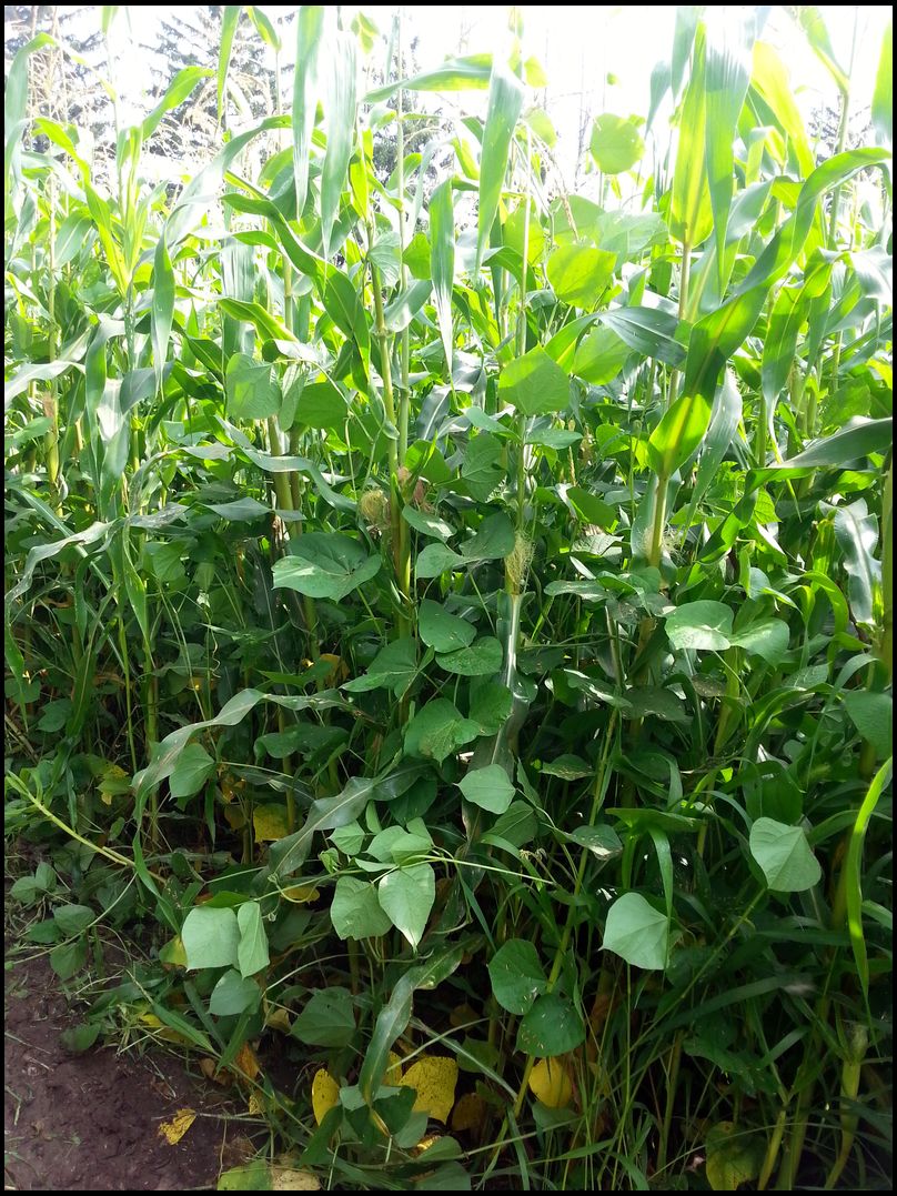 Eagle Seed Soybeans....how do you feel?