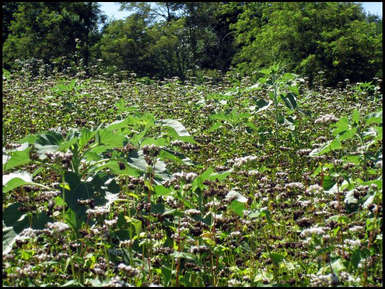 gobbler's DeerBuilder embedded Photo