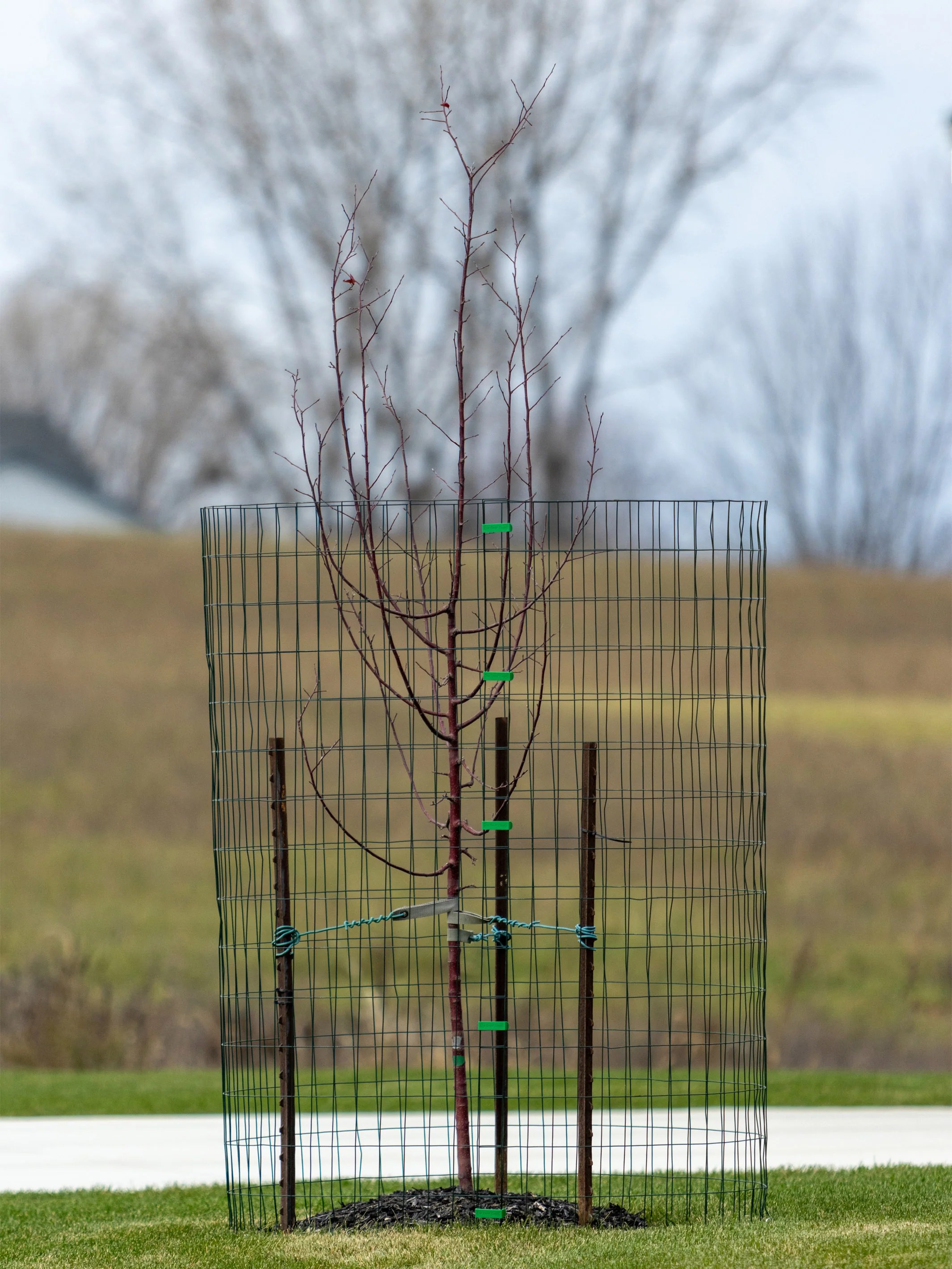 Deer Cage Max Proven Plant Protection Wildlife Barrier The Deer Cage