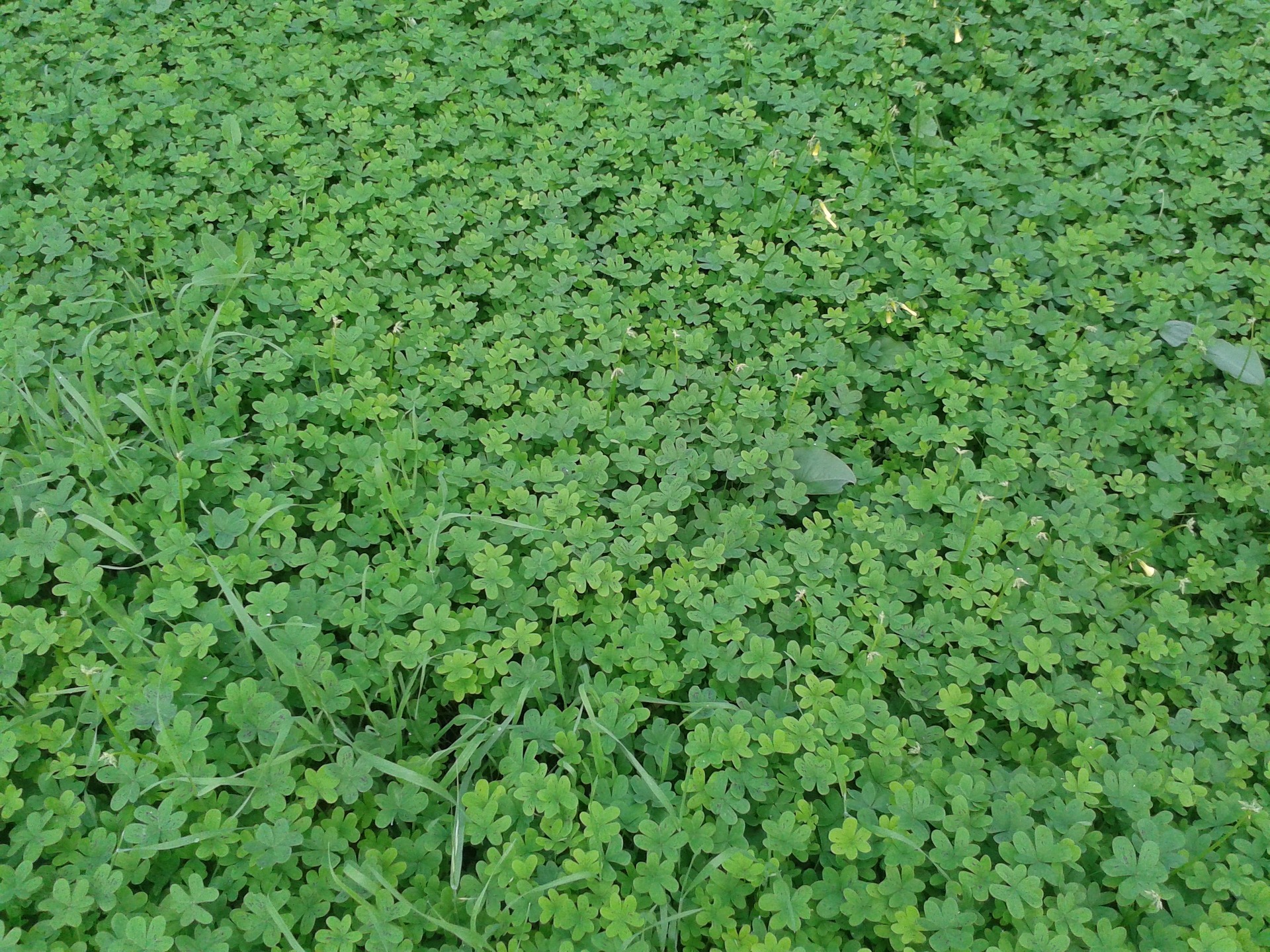 The Basics of Microclover in Your Lawn Tools & Guides Deer Creek Seed
