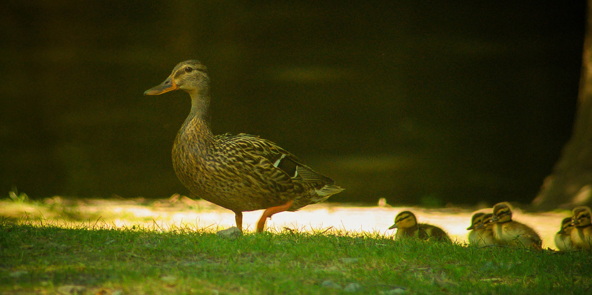 Deer Harbour. A residential community in Salisbury, Maryland