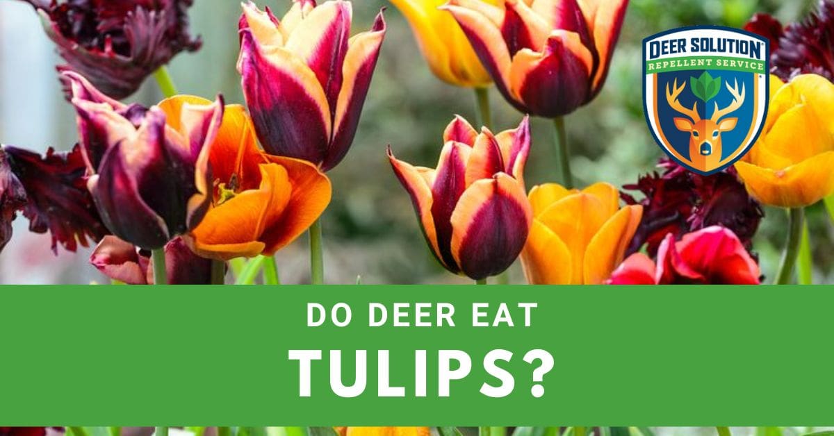 Do Deer Eat Tulips? Deer Solution®