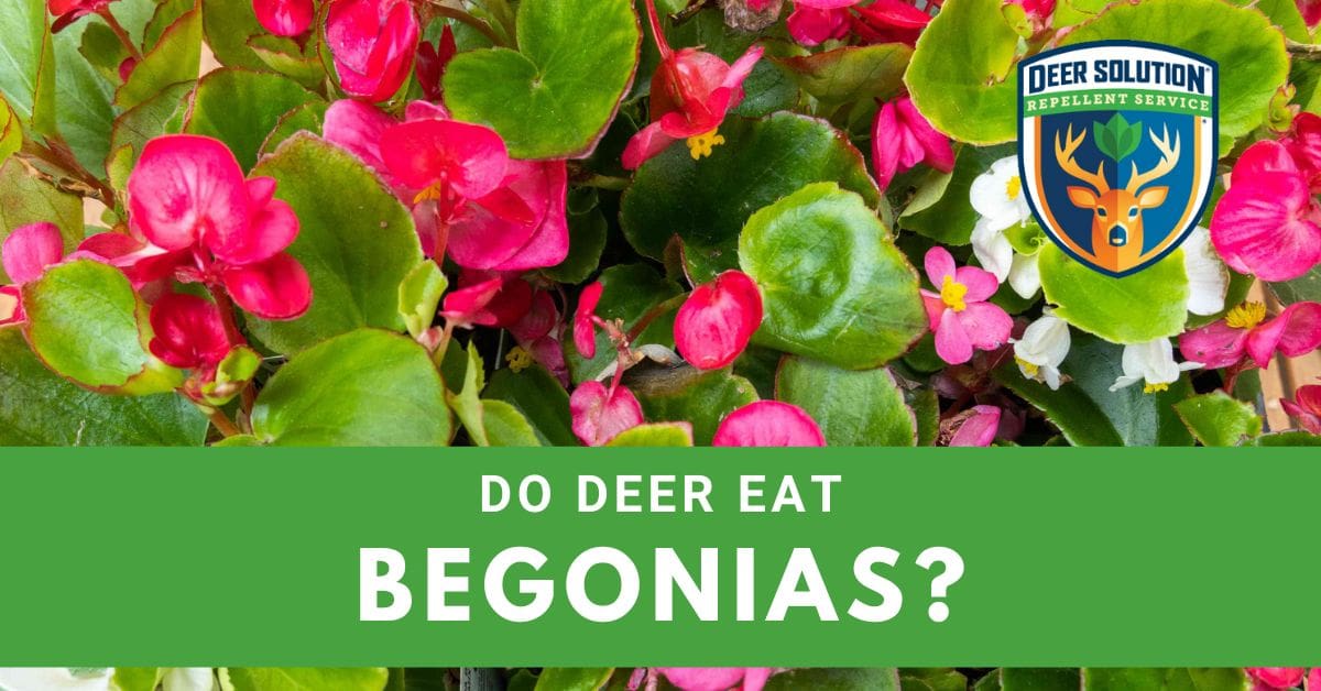 Do Deer Eat Begonias? Deer Solution®