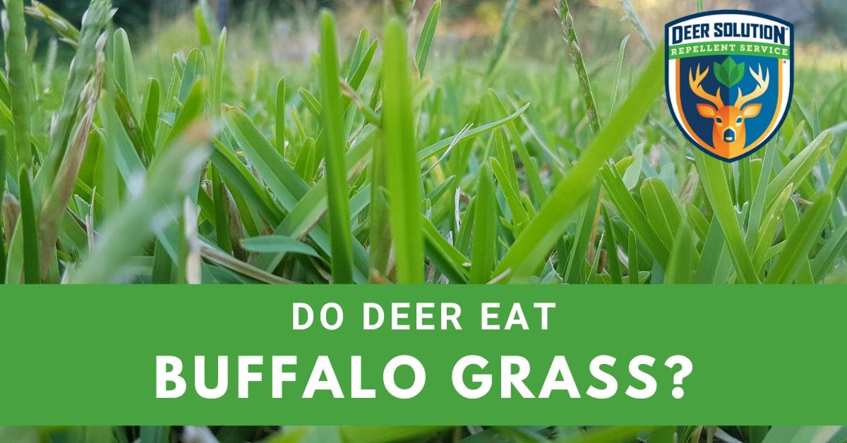 Do Deer Eat Buffalo Grass? Deer Solution®