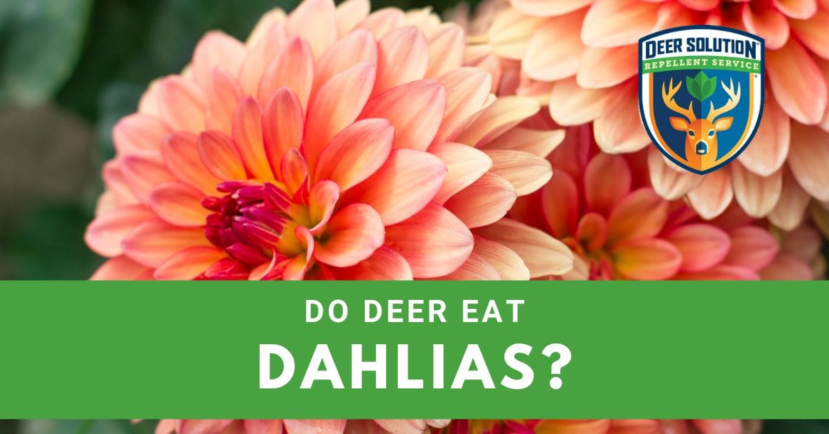 Do Deer Eat Dahlias? Deer Solution®