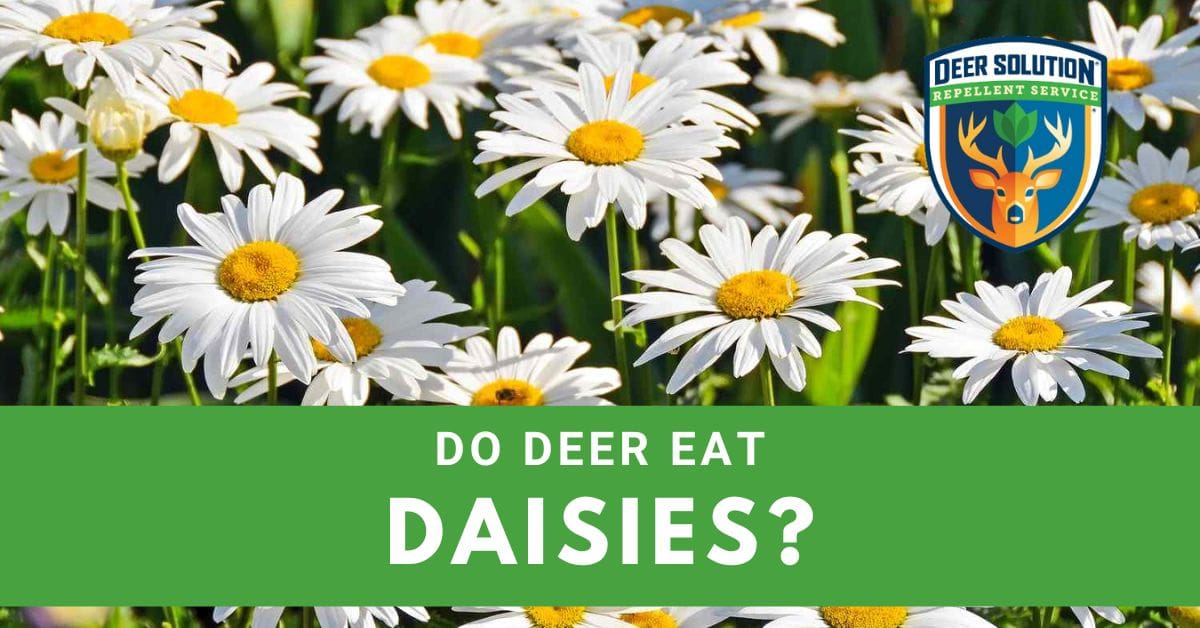 Do Deer Eat Daisies? Deer Solution®
