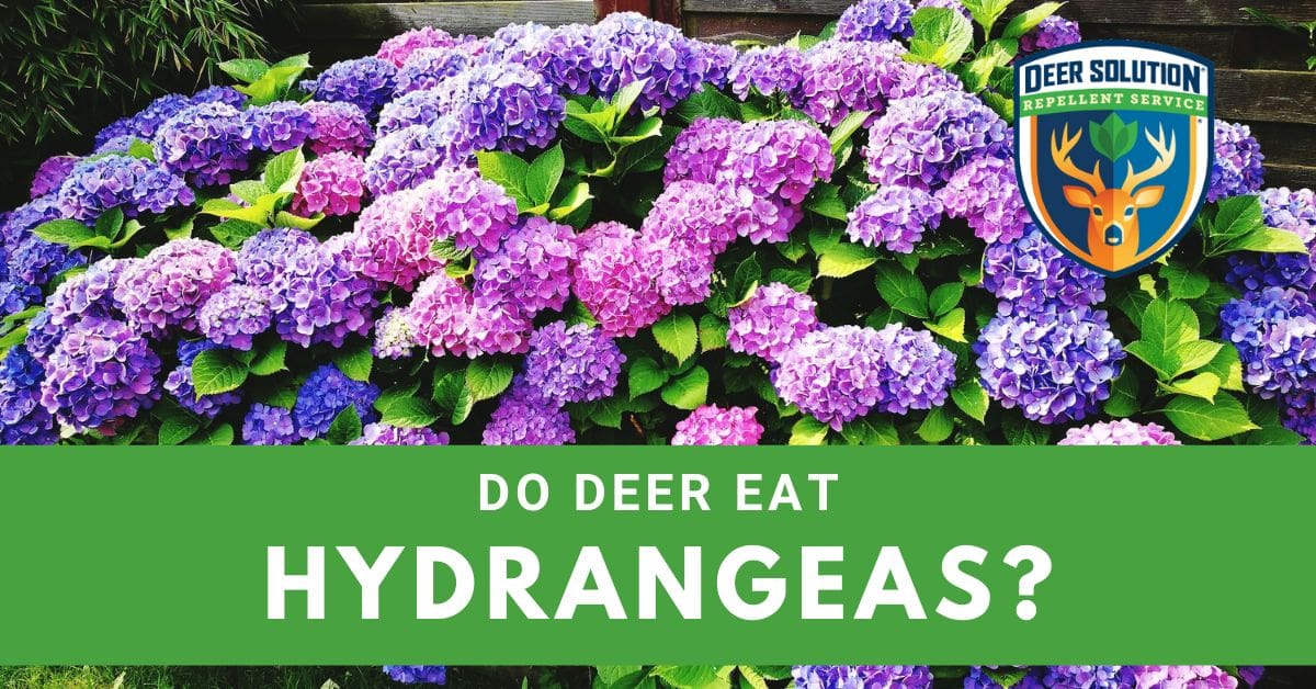 Do Deer Eat Hydrangeas? Deer Solution®