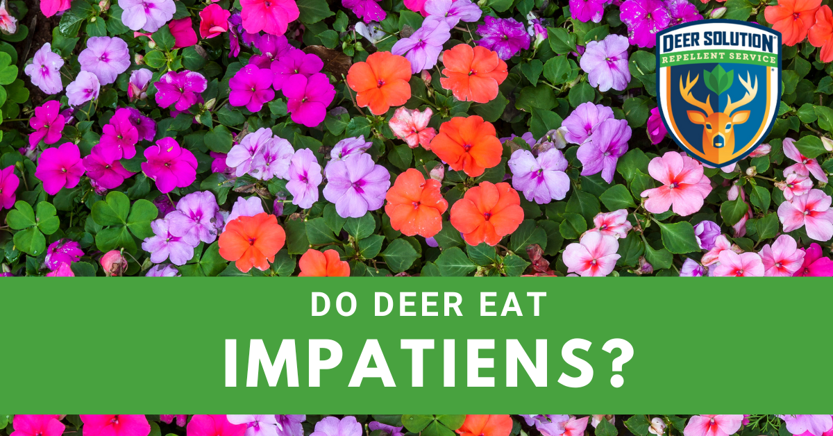Do Deer Eat Impatiens? Deer Solution®