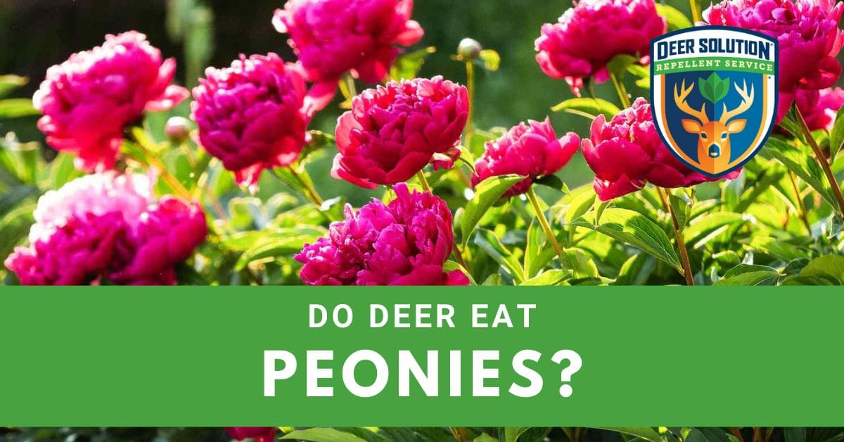 Do Deer Eat Peonies? Deer Solution®