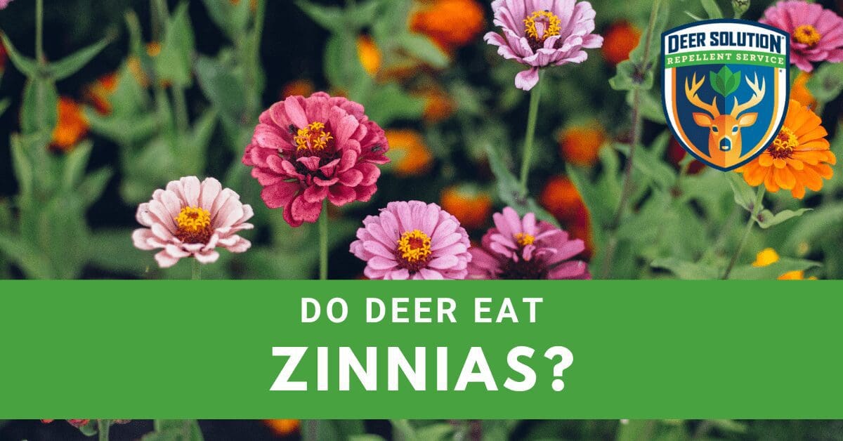 Do Deer Eat Zinnias? Deer Solution®