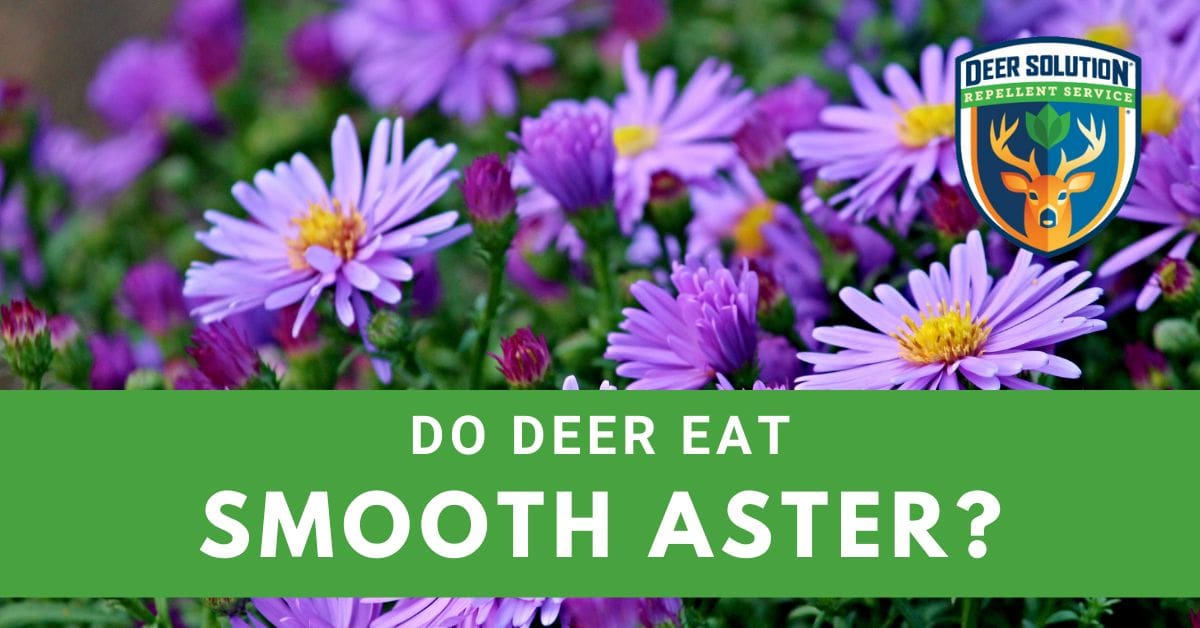 Do Deer Eat Smooth Asters?