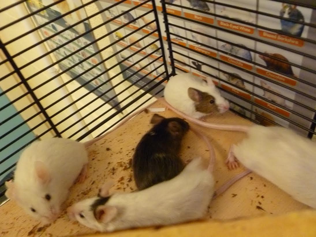 Connah’s Quay residents shock after finding 40 pet mice dumped in