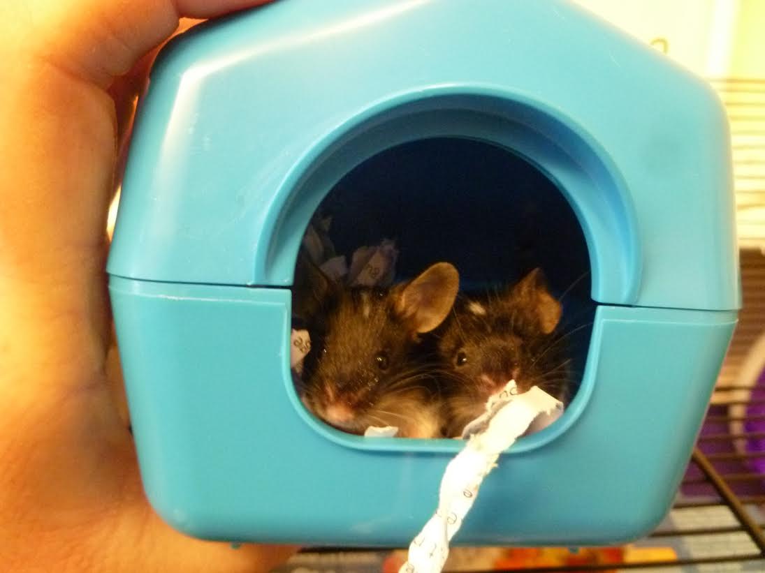 Connah’s Quay residents shock after finding 40 pet mice dumped in