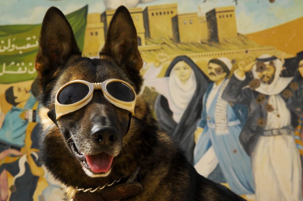 Dogs of War l Photos