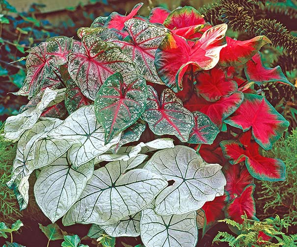 Caladium 'Mix' De Groot, Inc. Perennials, Daylilies, Fruits, Vegetables, Shrubs, Bulbs