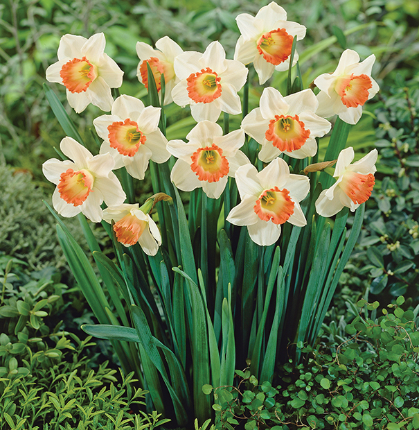 Cut Daffodil Care Instructions