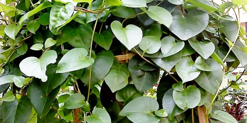 Manfaat Daun Binahong sebagai Pengobatan Herbal •