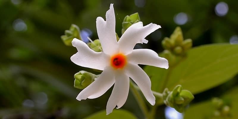 Resep Herbal Demam Nifas, Bantu Atasi Infeksi PascaMelahirkan