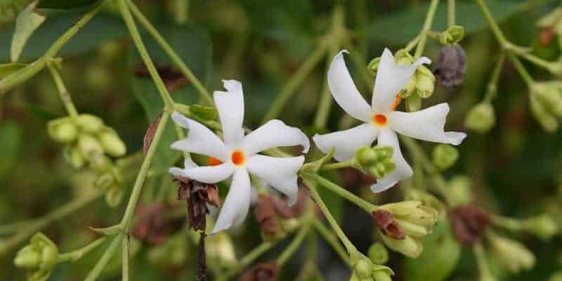 Resep Herbal Demam Nifas, Bantu Atasi Infeksi PascaMelahirkan