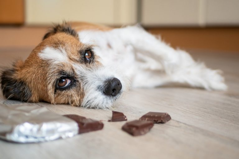 Üble Blähungen beim Hund Was tun, wenn es stinkt?