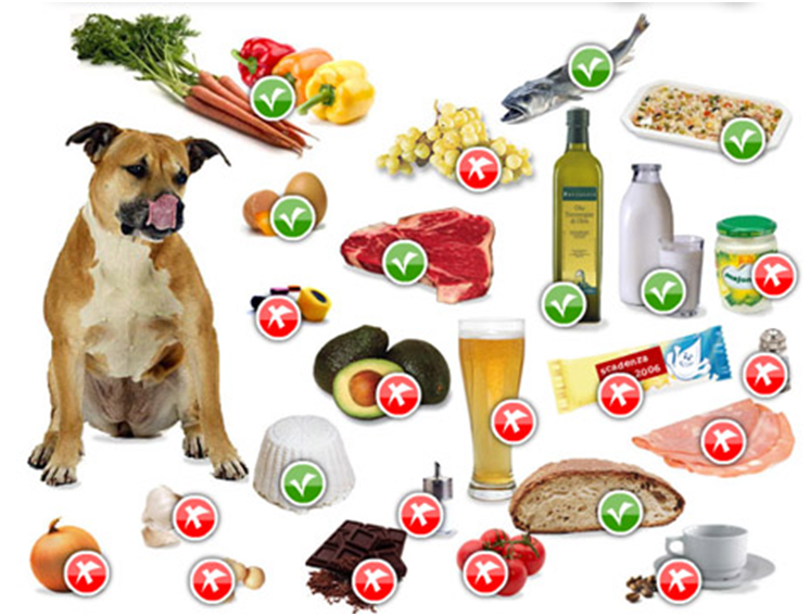 Alimentazionei cibi davvero proibiti per il Cavalier King e non solo