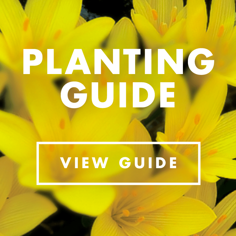 Catalogue for de Jager Flower Bulb Company