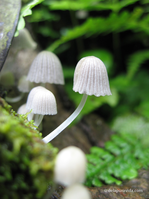 Costa Rica mushrooms