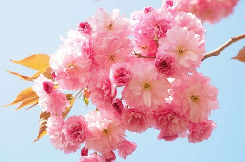 Iceberg Roses Learn how to plant iceberg roses and tips for its better