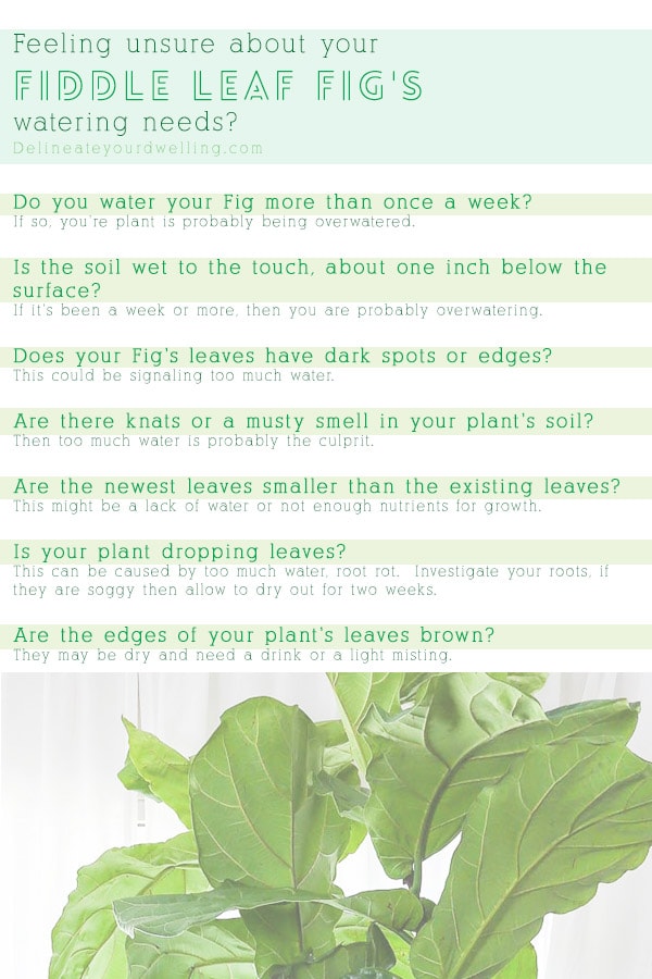 Fiddle Leaf Fig Care + Tips Delineate Your Dwelling