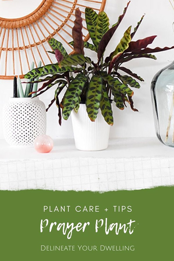 Prayer Plant Care + Tips Delineate Your Dwelling