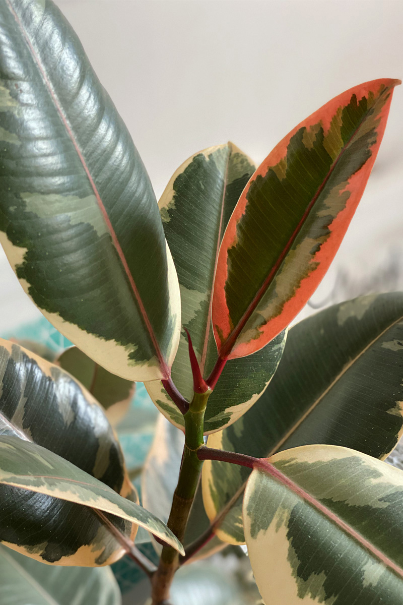 Variegated Ruby Rubber Tree plant care Delineate Your Dwelling